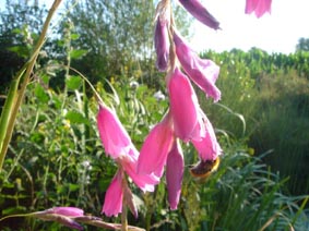 Dierama pulcherrimum